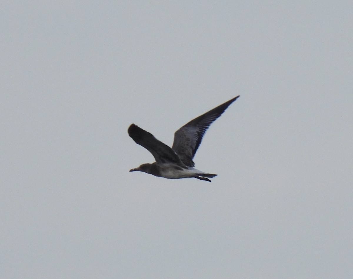 Laughing Gull - Shelia Hargis