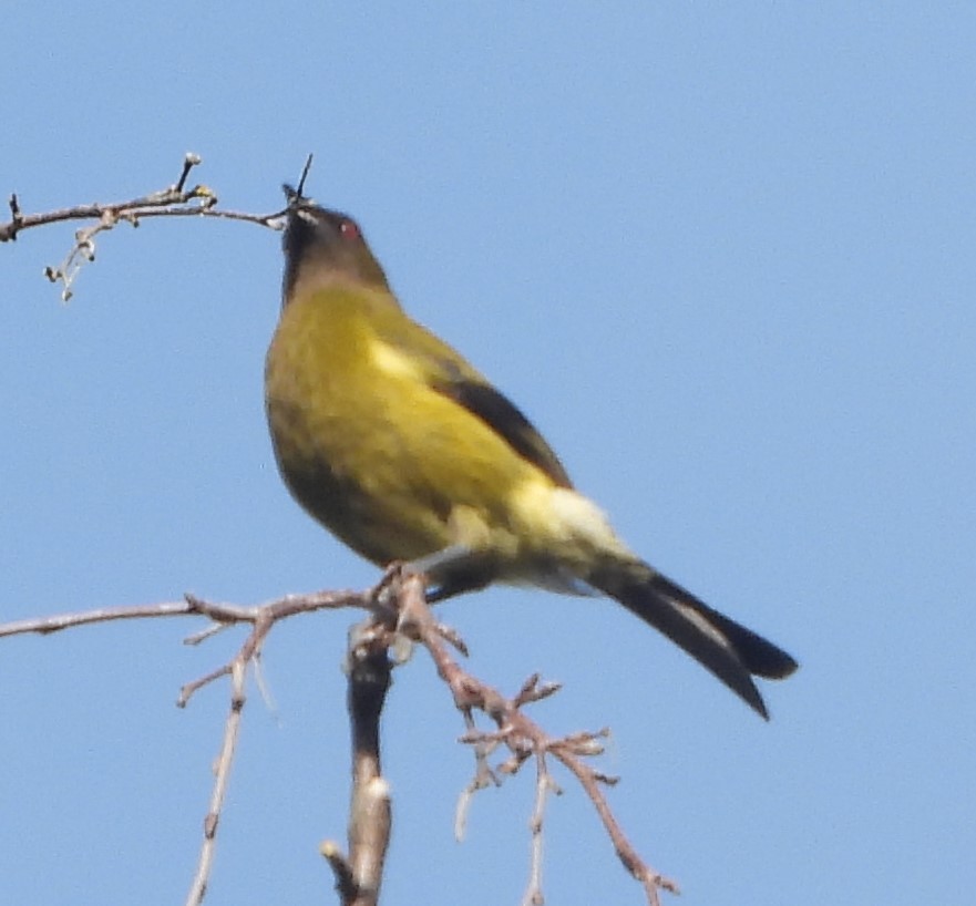 New Zealand Bellbird - ML609653344