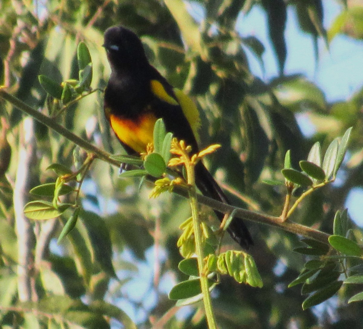 Black-cowled Oriole - ML609653351