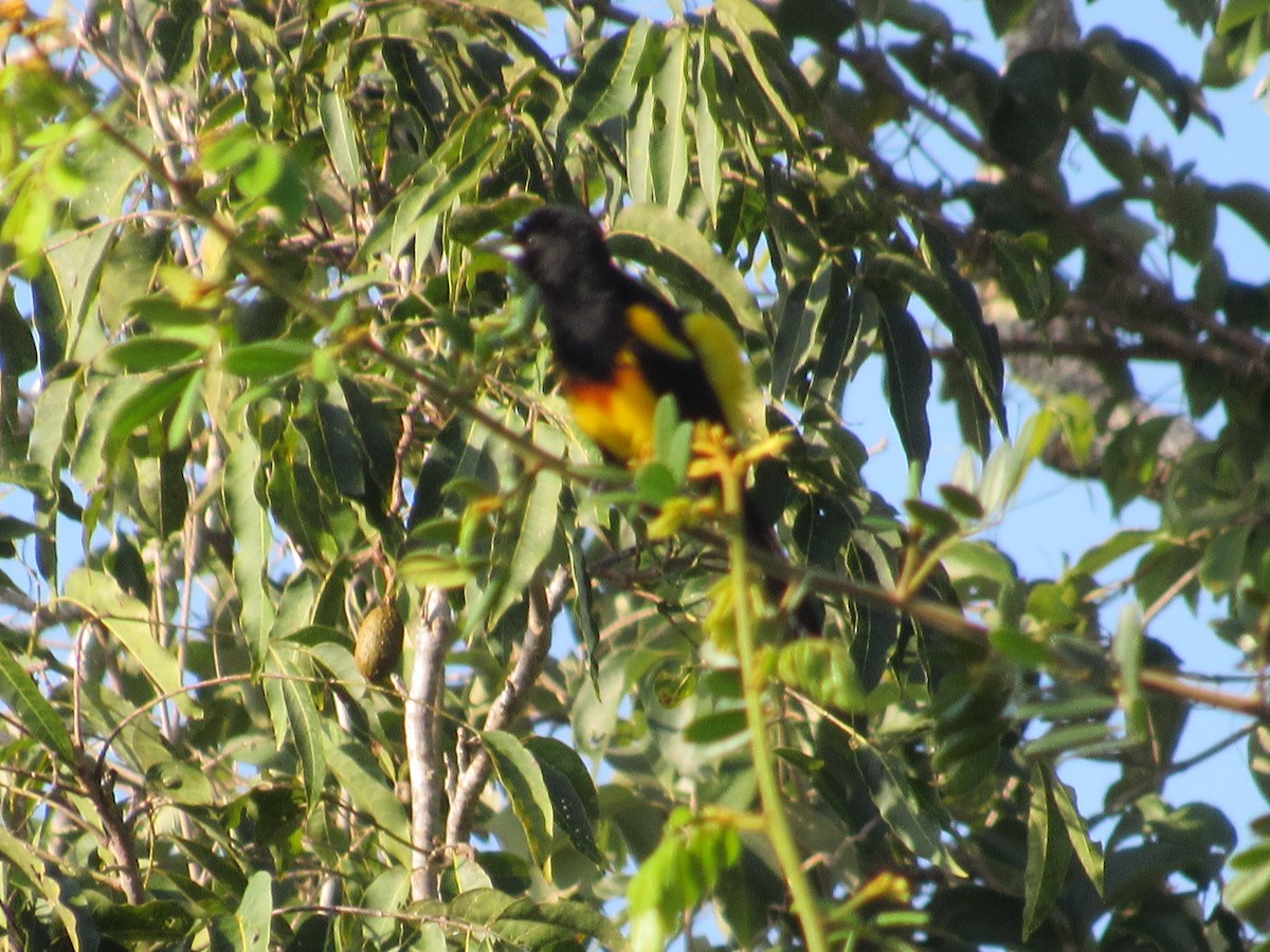 Black-cowled Oriole - ML609653352