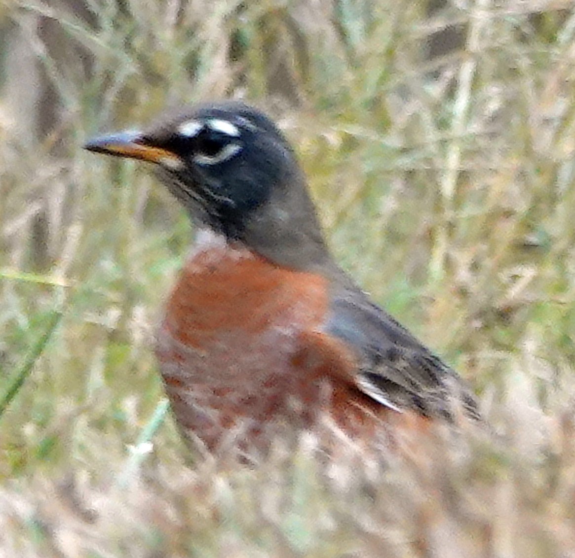 American Robin - ML609653405