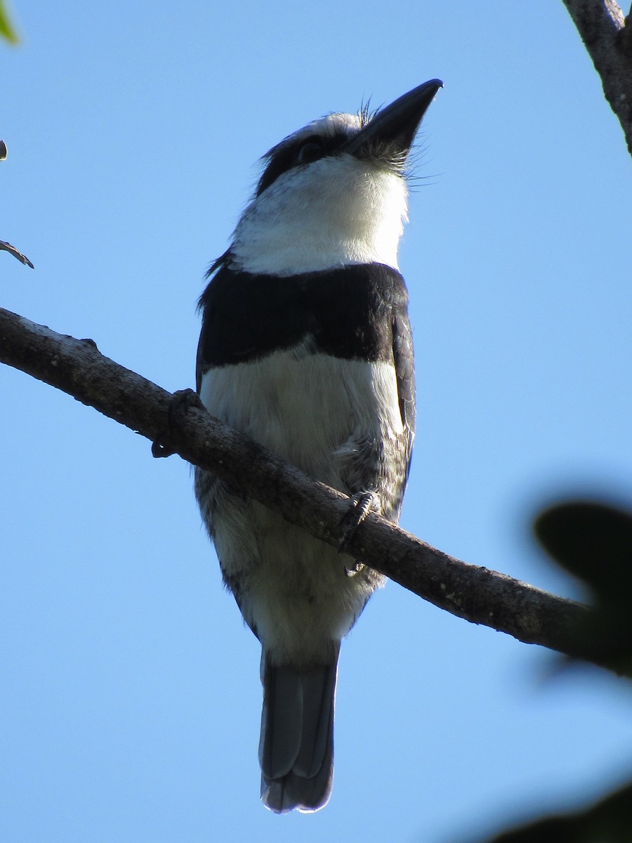 Weißnacken-Faulvogel - ML609653409