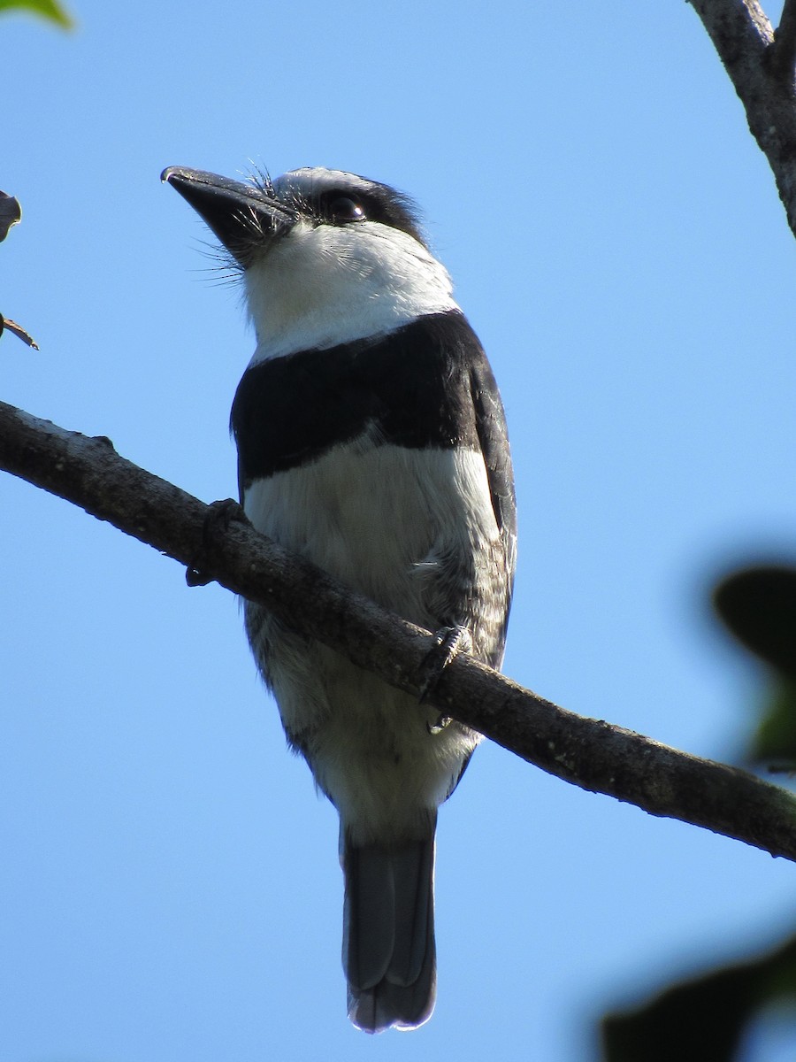 Weißnacken-Faulvogel - ML609653410