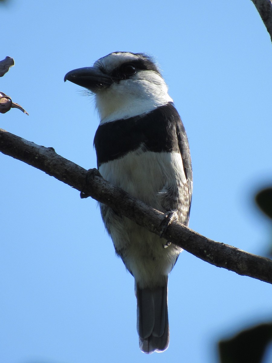 White-necked Puffbird - ML609653411