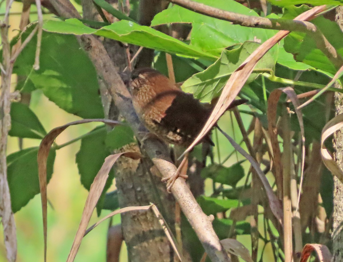 Winter Wren - ML609653431