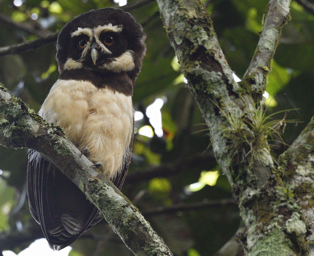 Spectacled Owl - ML609653441