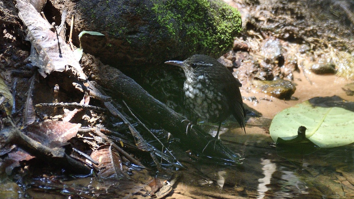 Sharp-tailed Streamcreeper - ML609653466