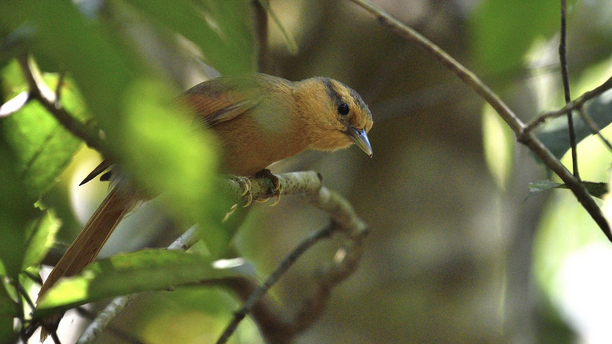 Buff-fronted Foliage-gleaner - ML609653477