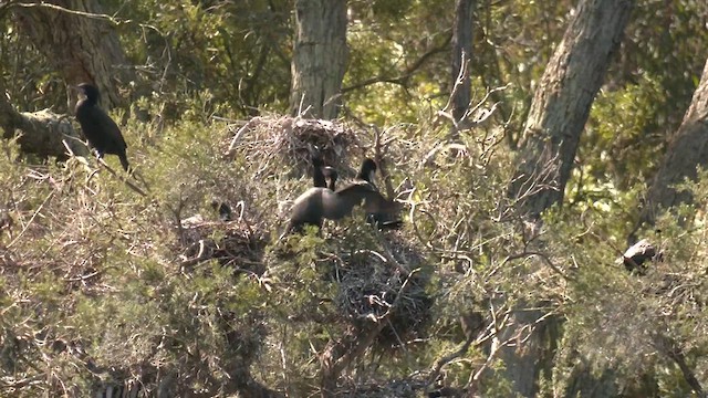 Little Black Cormorant - ML609653515