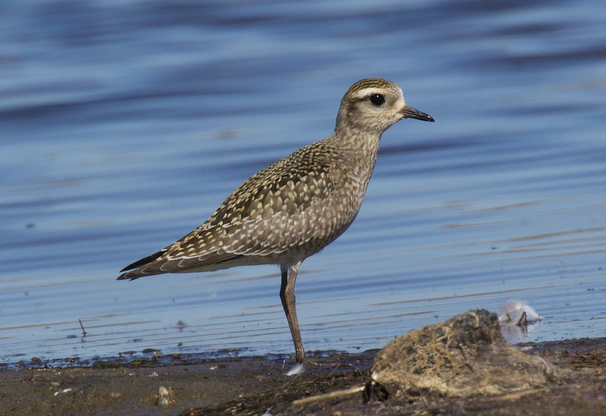 American Golden-Plover - ML609653590