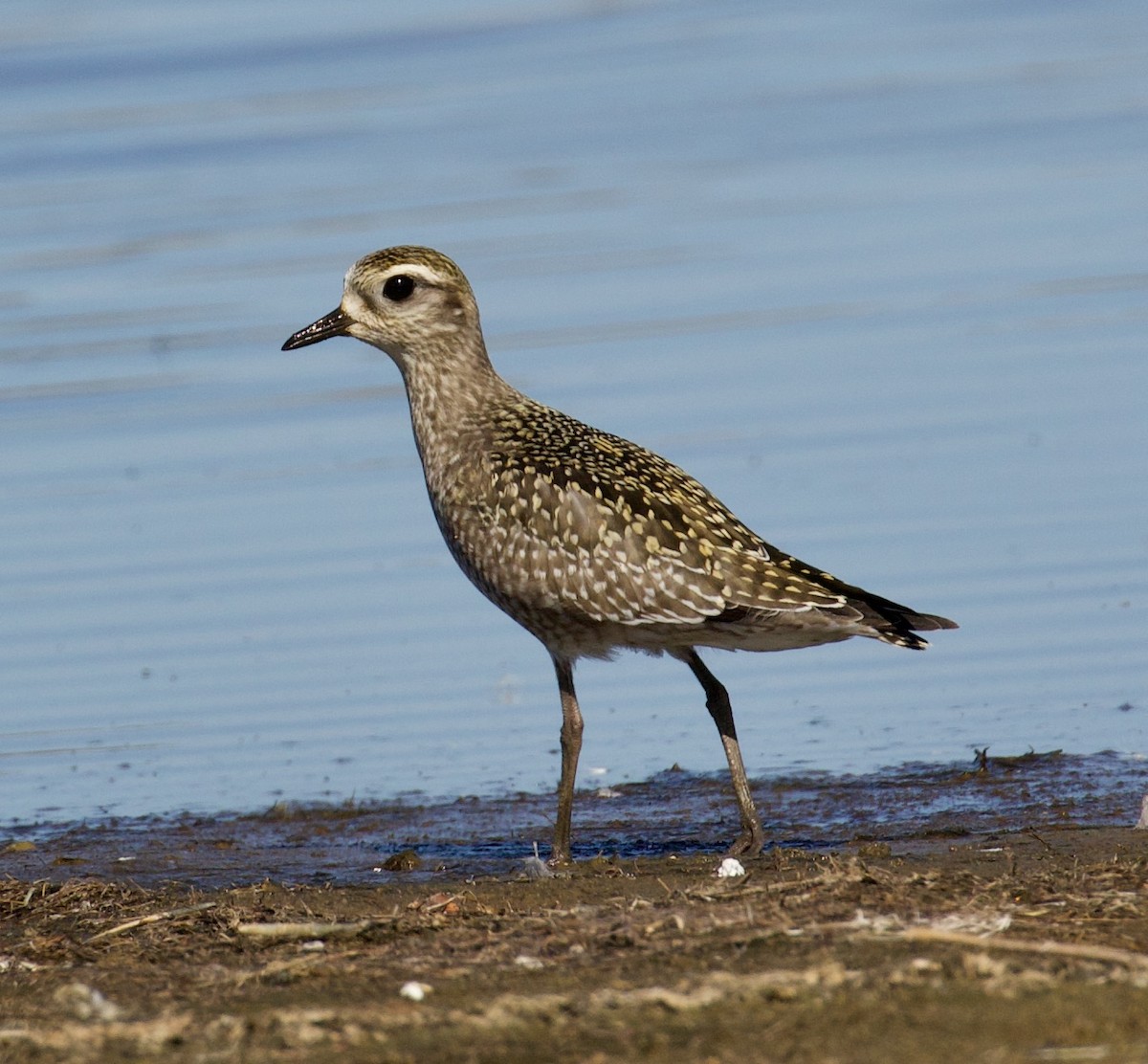 American Golden-Plover - ML609653600