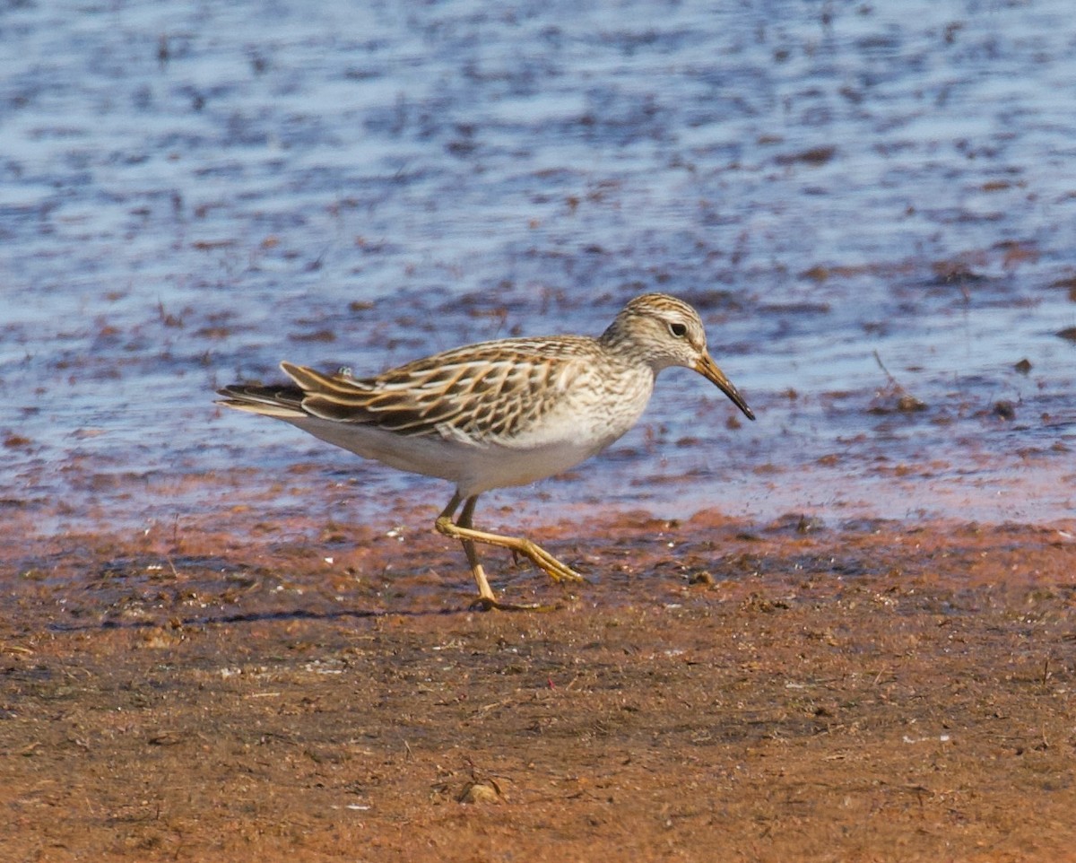 Bécasseau à poitrine cendrée - ML609653613