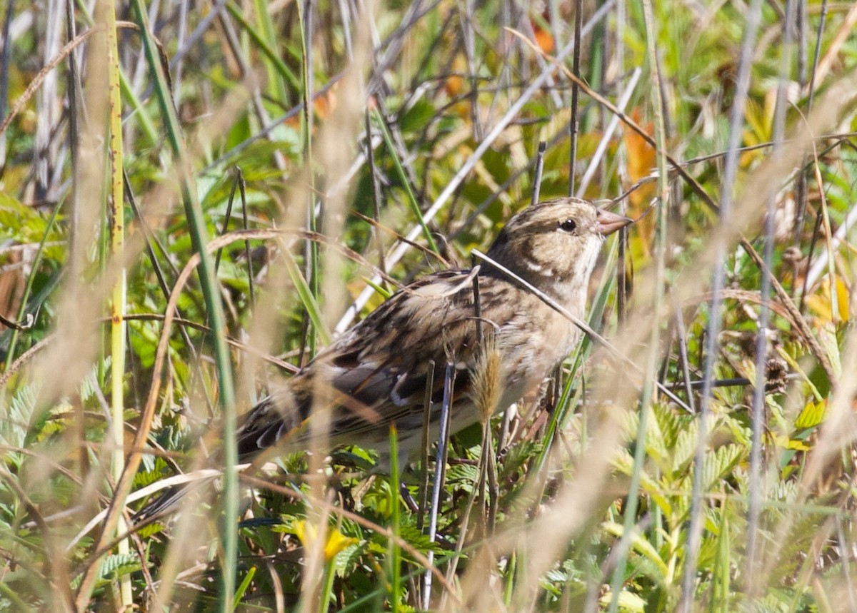 Lapland Longspur - Everett Clark