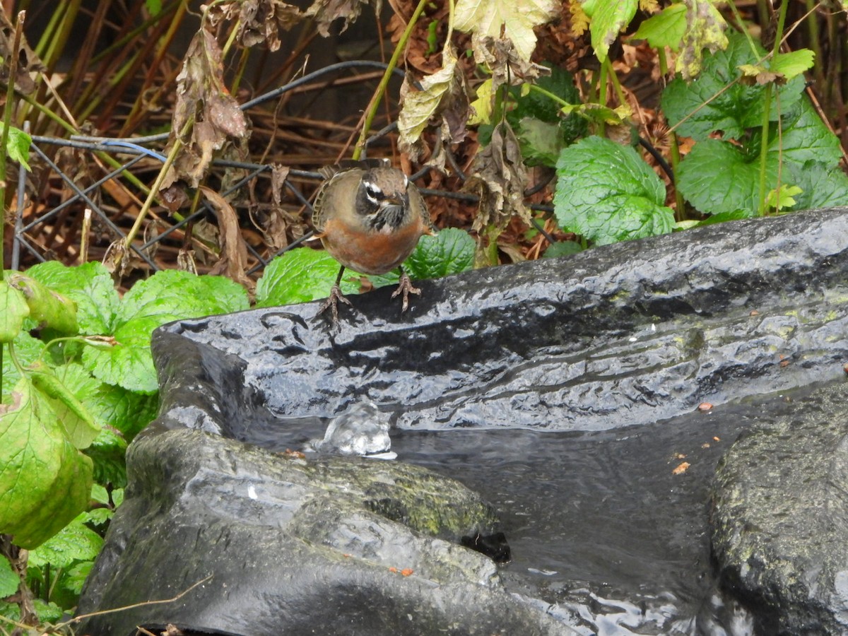 American Robin - ML609653703