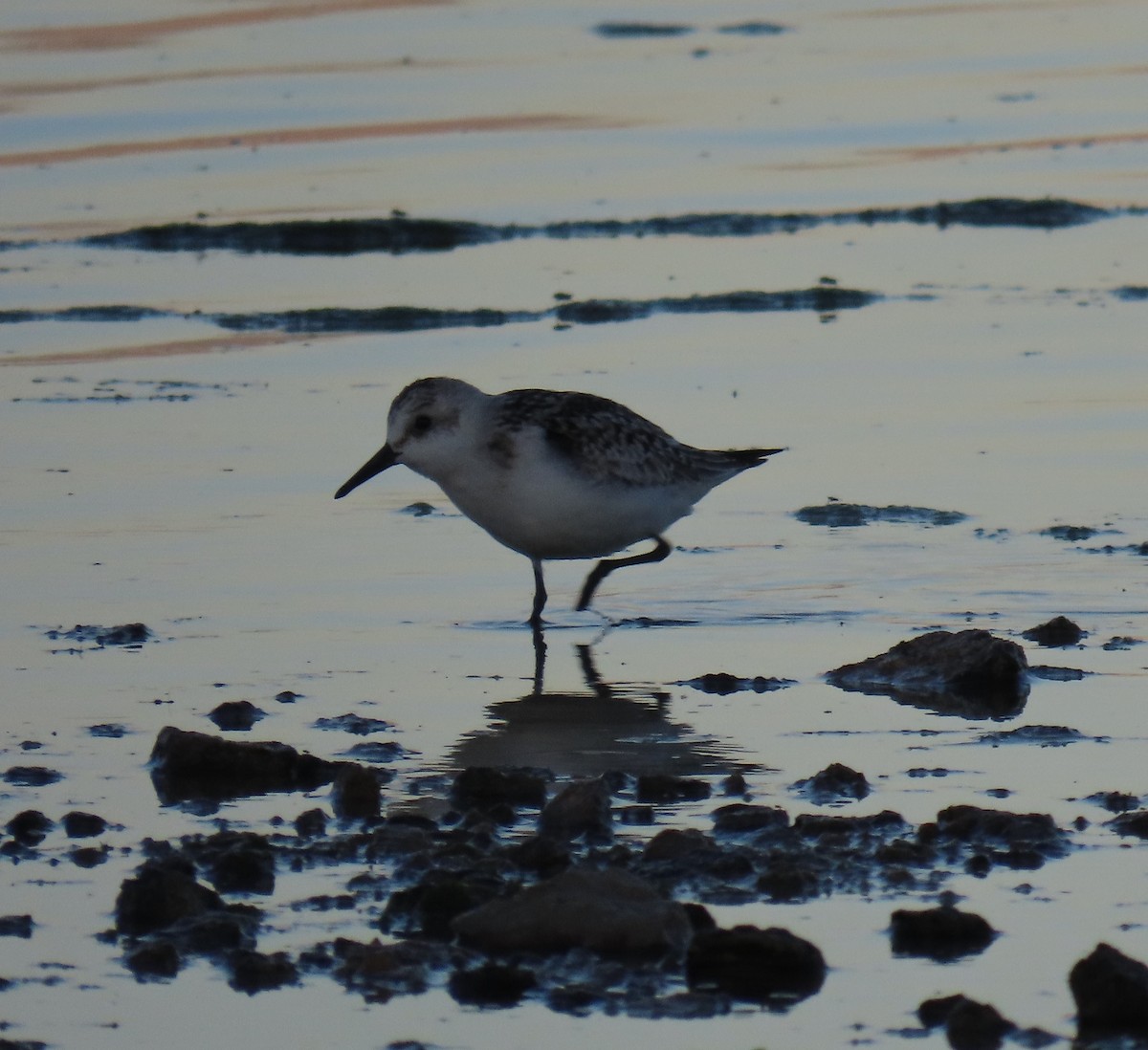 Sanderling - ML609653706