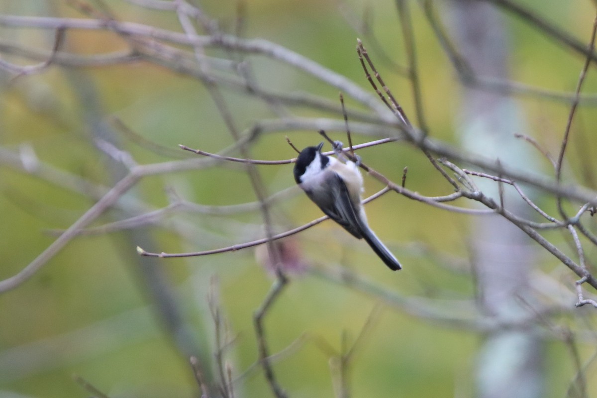 Mésange à tête noire - ML609653872