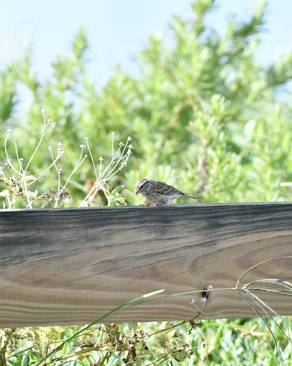 Chipping Sparrow - ML609653905