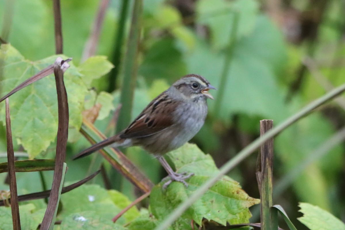 Swamp Sparrow - ML609654032