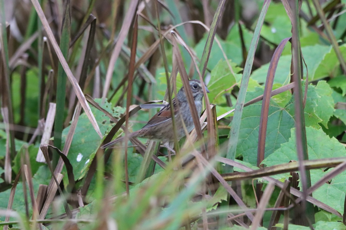 Swamp Sparrow - ML609654037