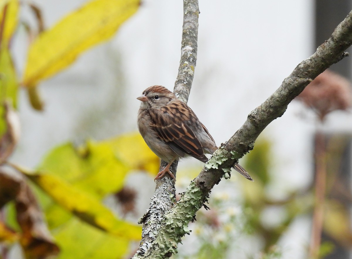 Chipping Sparrow - ML609654044