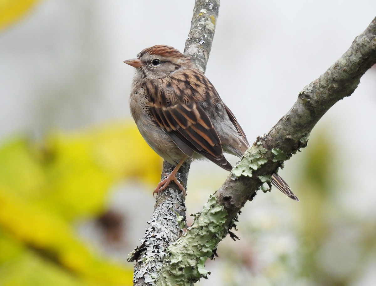 Chipping Sparrow - ML609654046