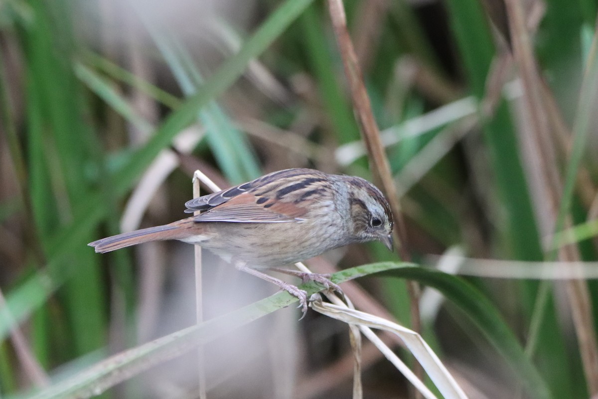 Swamp Sparrow - ML609654056