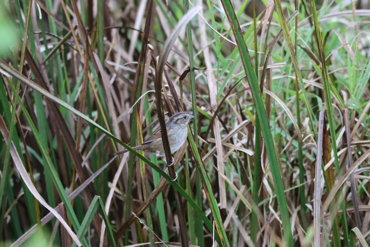 Swamp Sparrow - ML609654061
