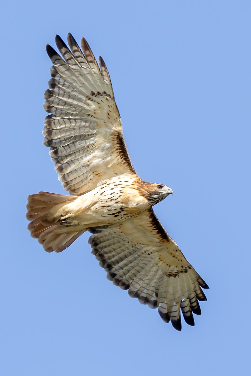 Red-tailed Hawk - ML609654099