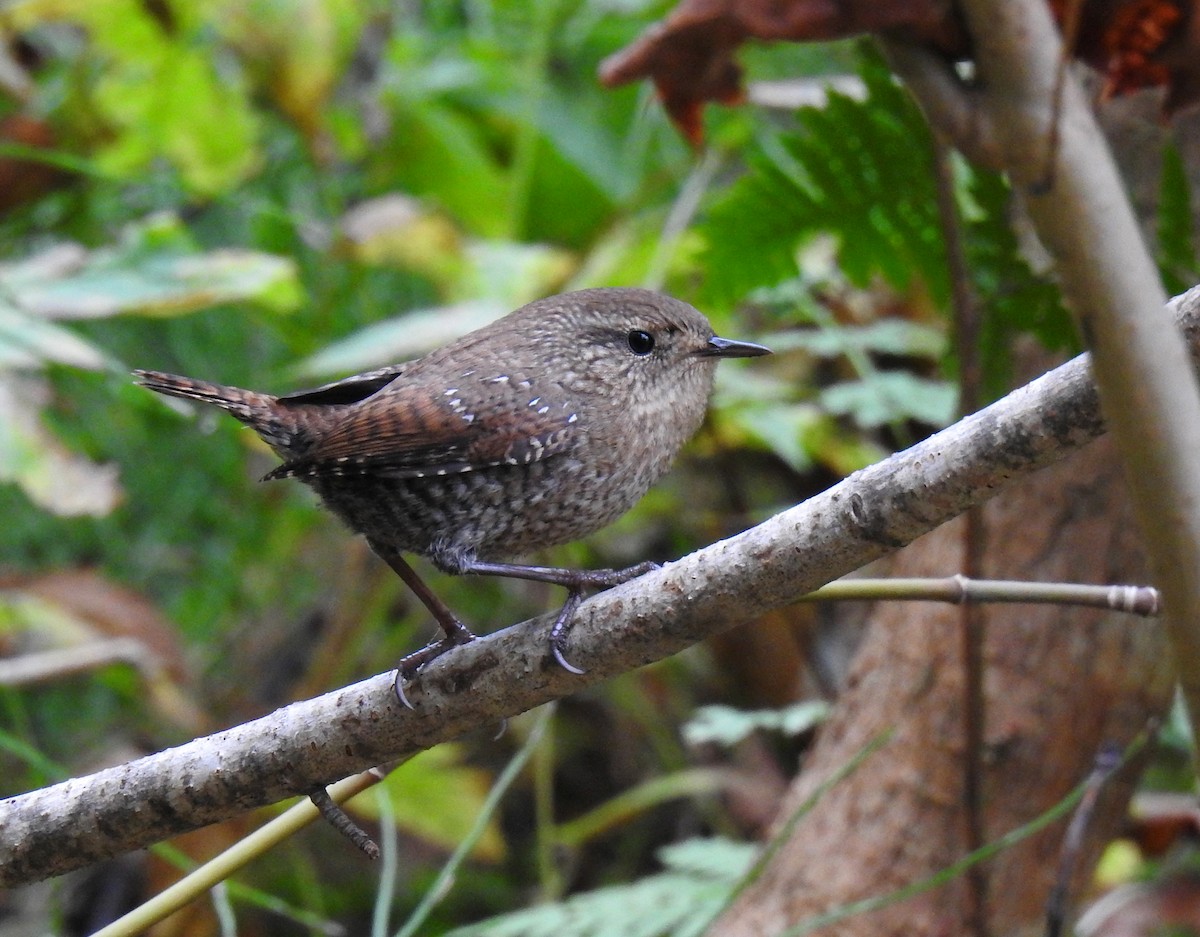 Winter Wren - Jules-Alex Banville