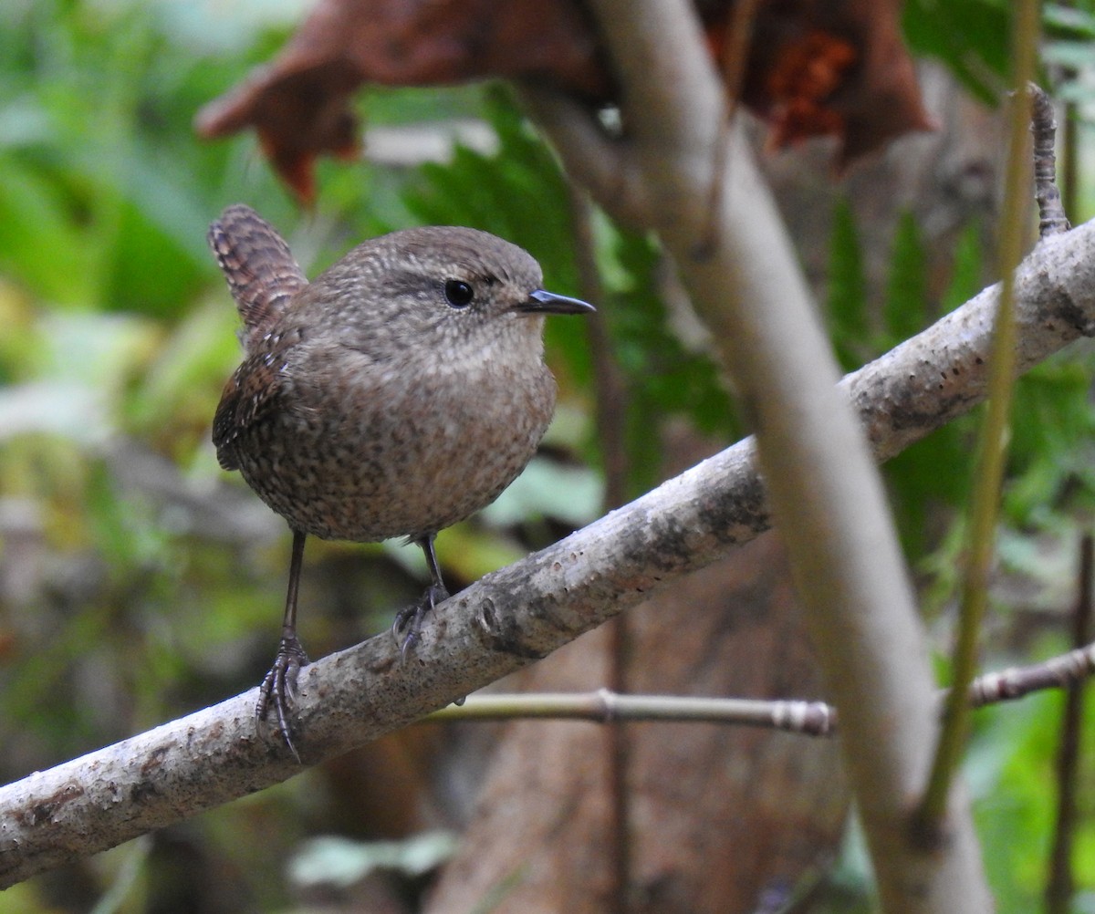 Winter Wren - ML609654142