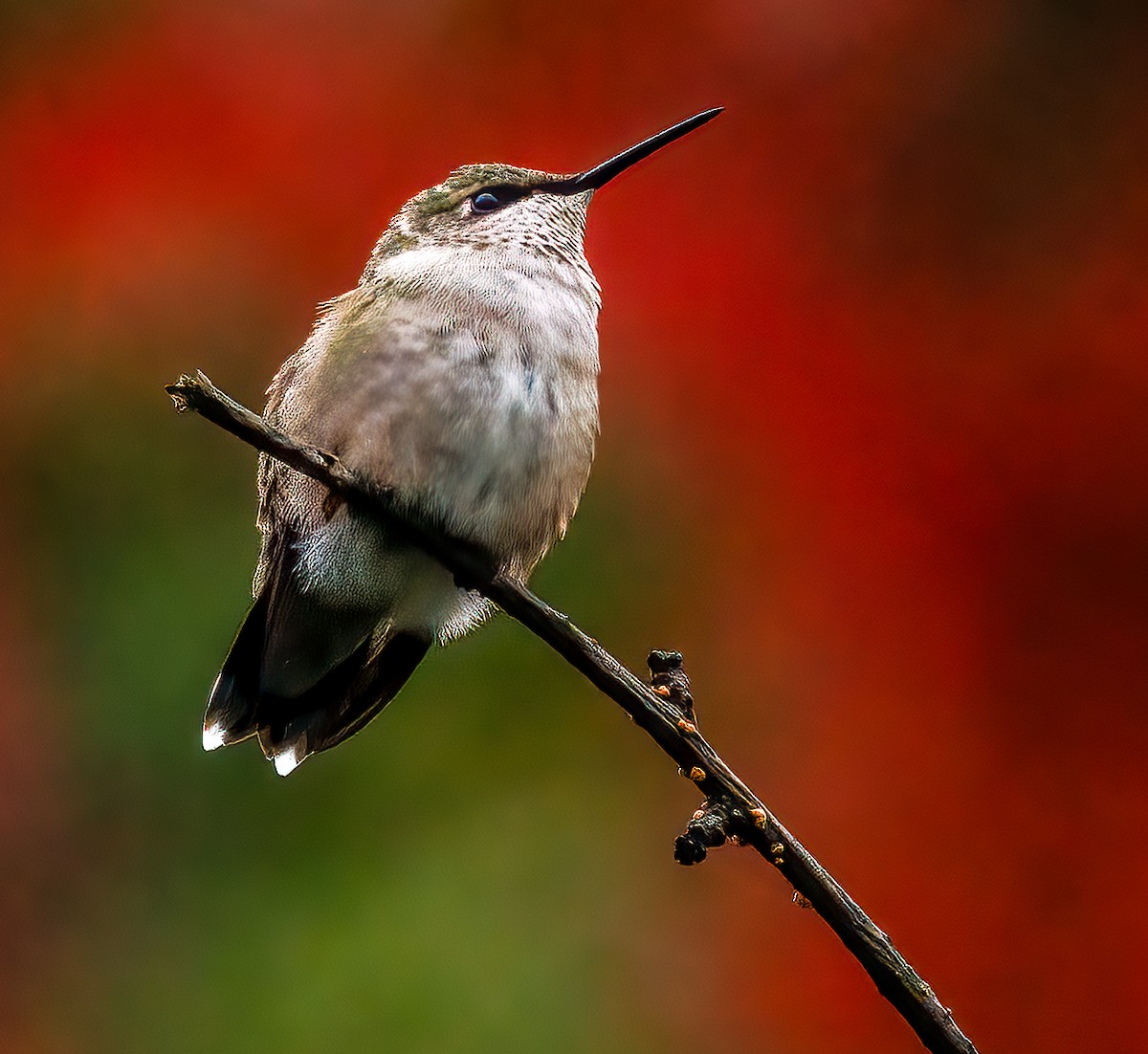 Ruby-throated Hummingbird - Debbie Lombardo