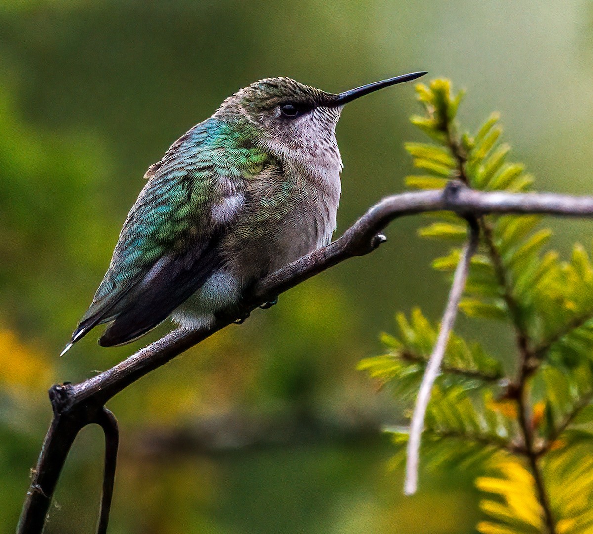 Ruby-throated Hummingbird - Debbie Lombardo