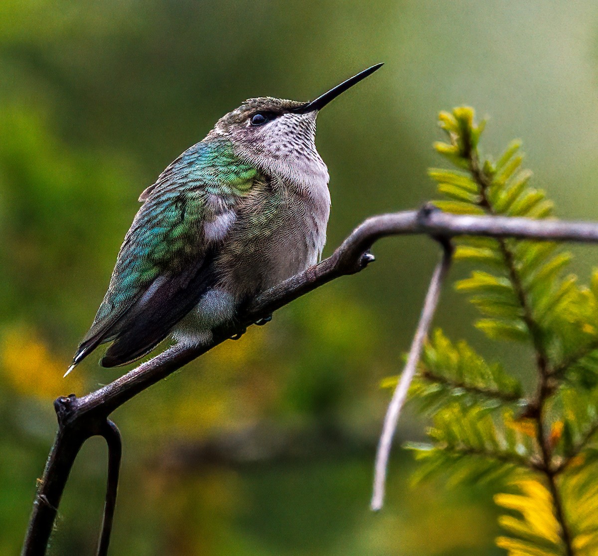 Ruby-throated Hummingbird - Debbie Lombardo