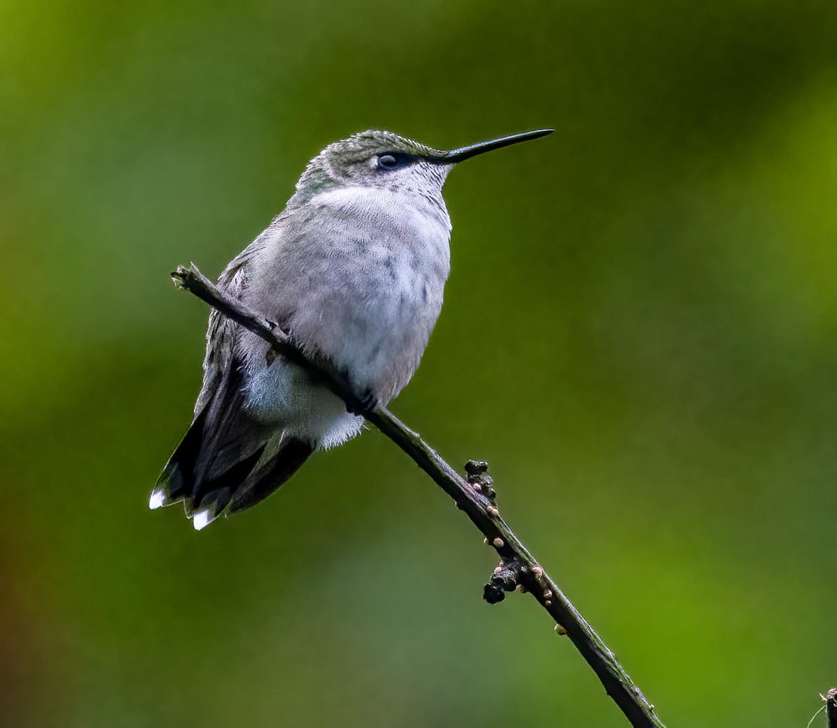 Ruby-throated Hummingbird - Debbie Lombardo