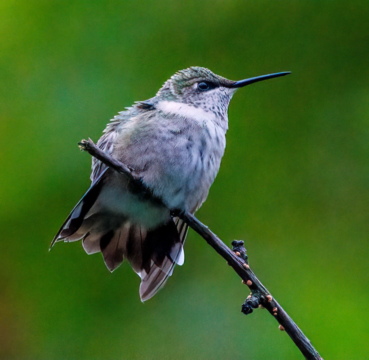 Colibrí Gorjirrubí - ML609654229