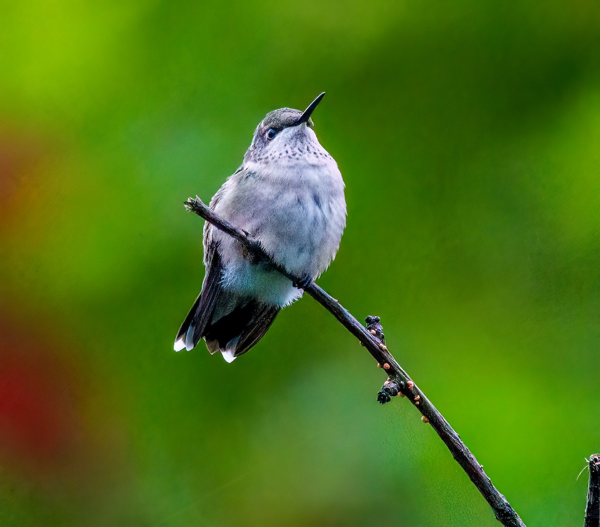 Ruby-throated Hummingbird - ML609654230