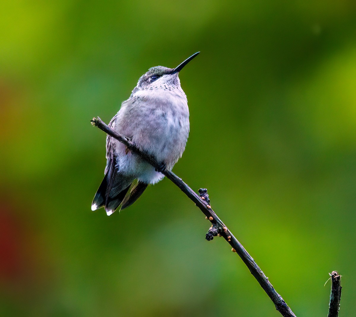 Ruby-throated Hummingbird - Debbie Lombardo