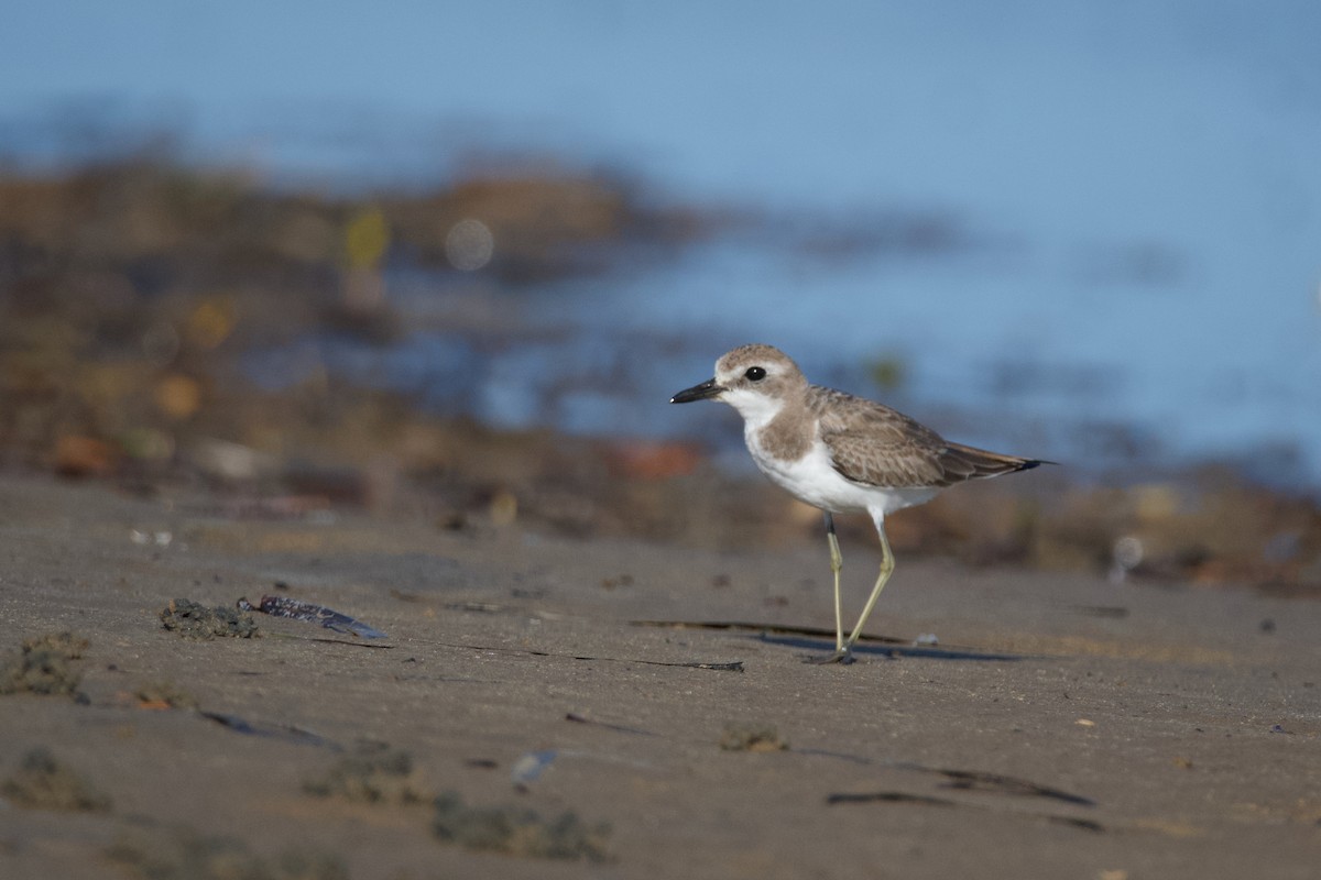 Greater Sand-Plover - ML609654267