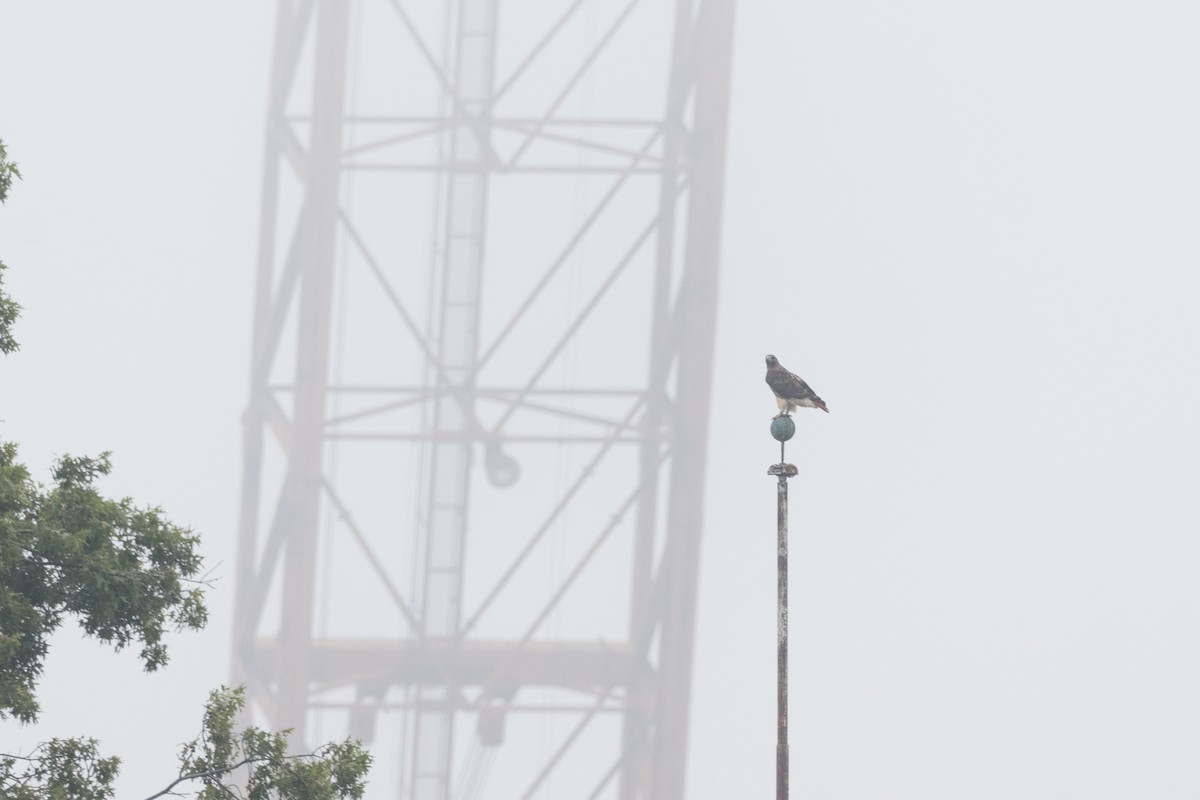 Red-tailed Hawk - Alexandra Tey