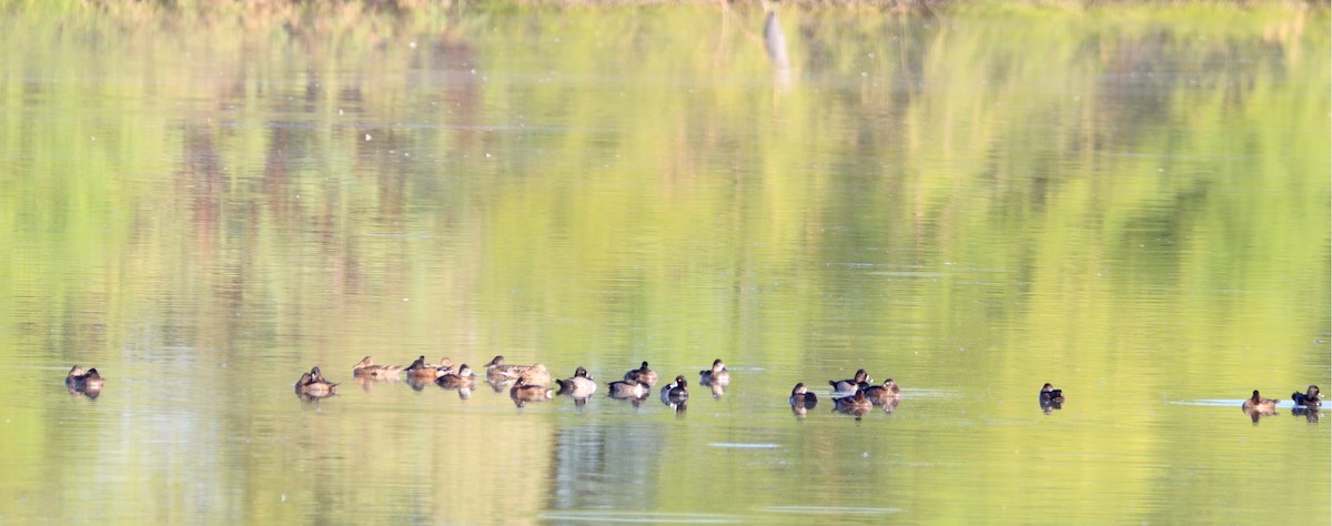Ring-necked Duck - ML609654325