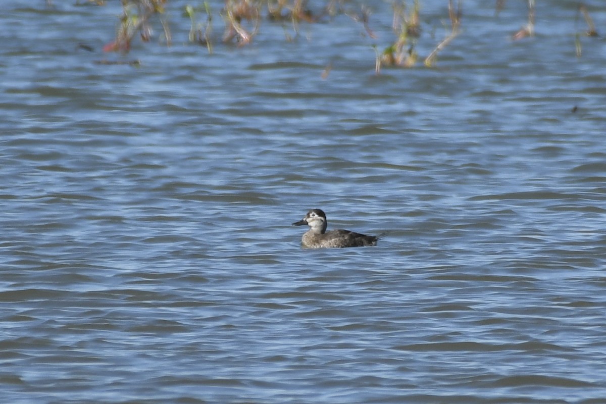 Ruddy Duck - Kent Kleman