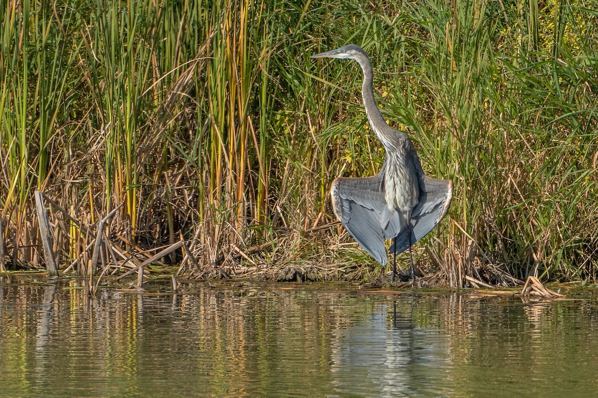 Great Blue Heron - ML609654402