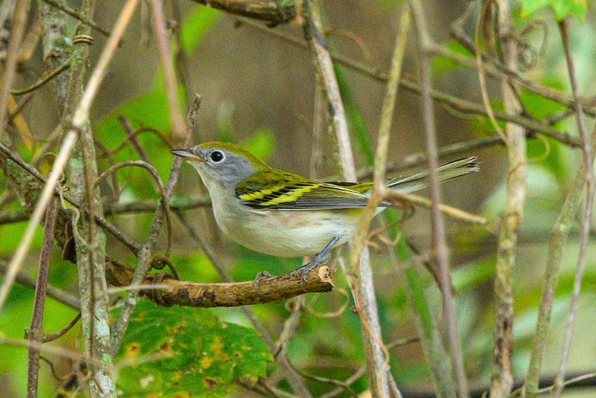 Chestnut-sided Warbler - ML609654407