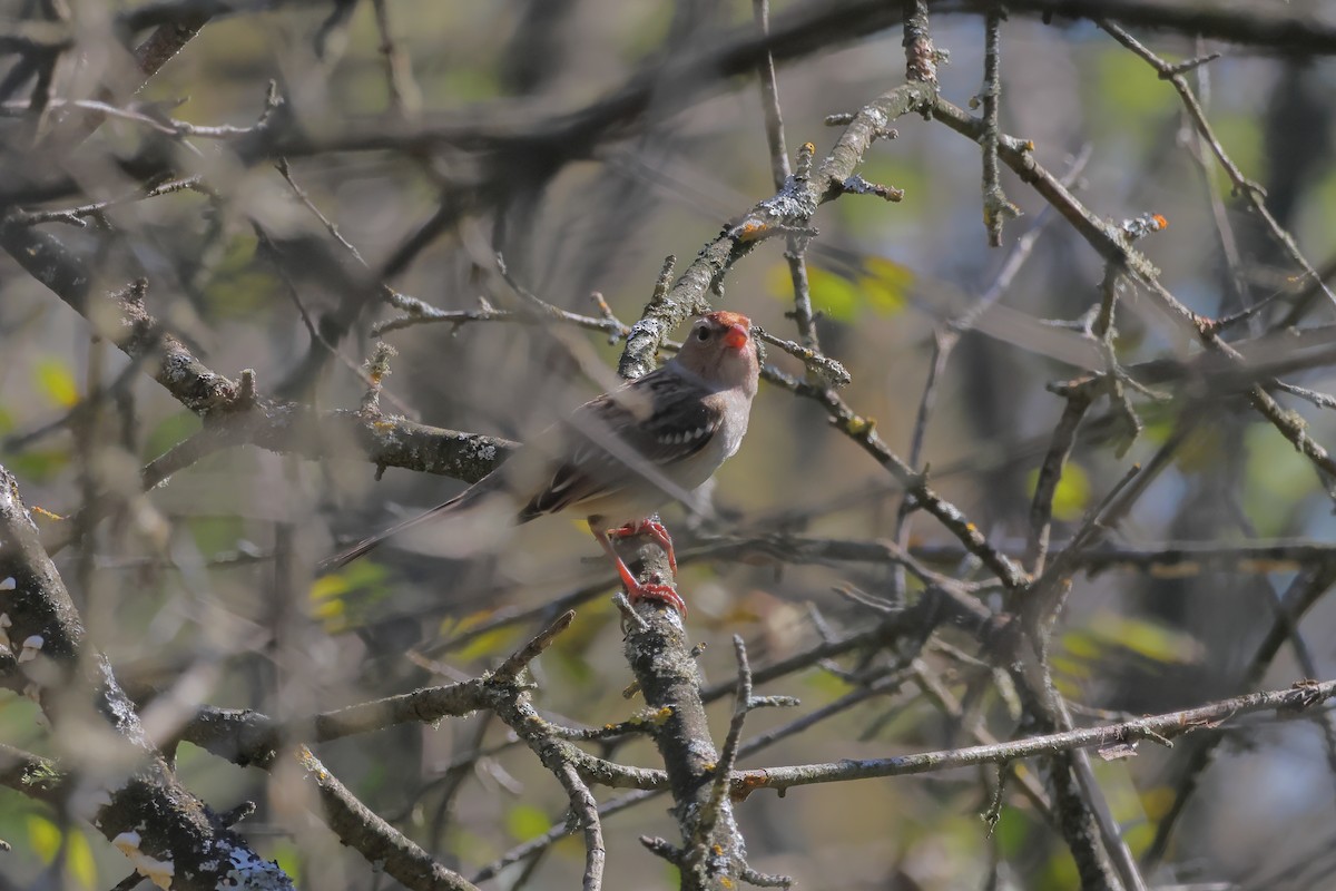 White-crowned Sparrow (Gambel's) - ML609654437