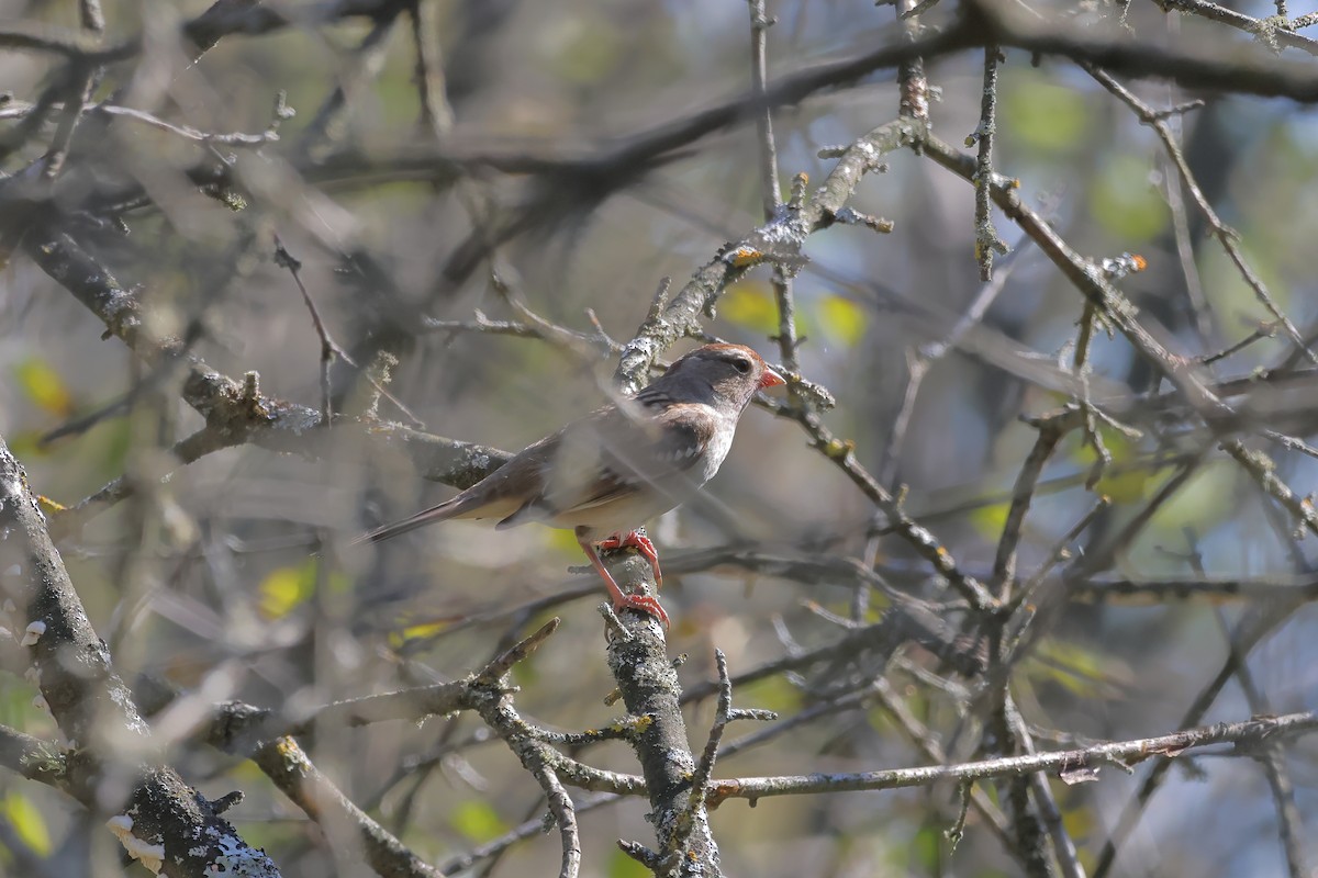 White-crowned Sparrow (Gambel's) - ML609654438