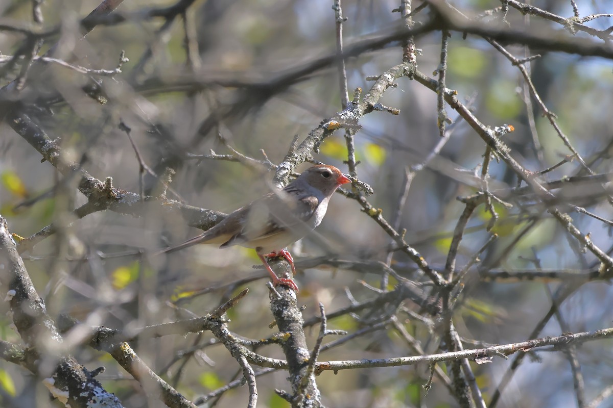 White-crowned Sparrow (Gambel's) - ML609654439