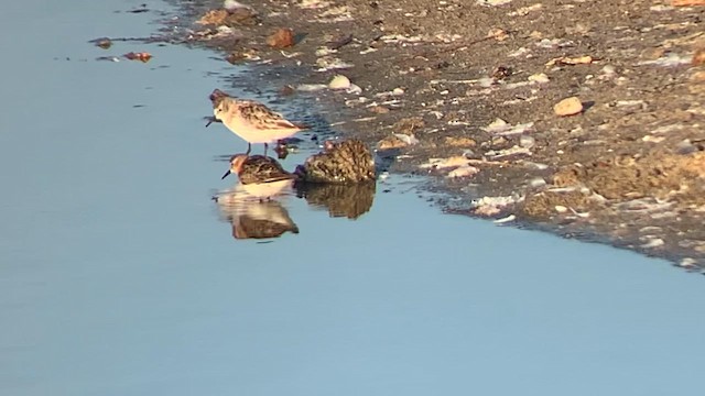 Little Stint - ML609654469