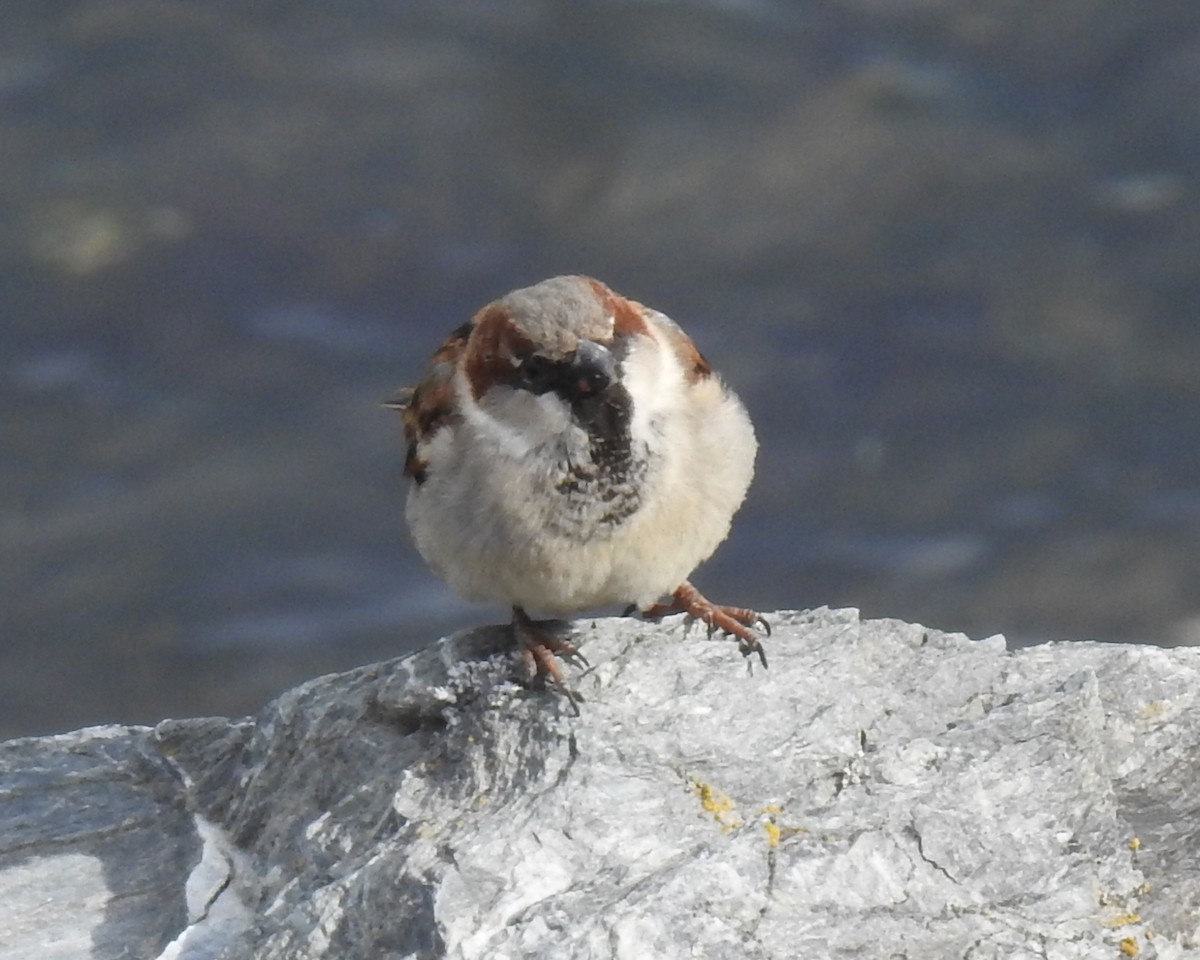 House Sparrow - Doug Lithgow