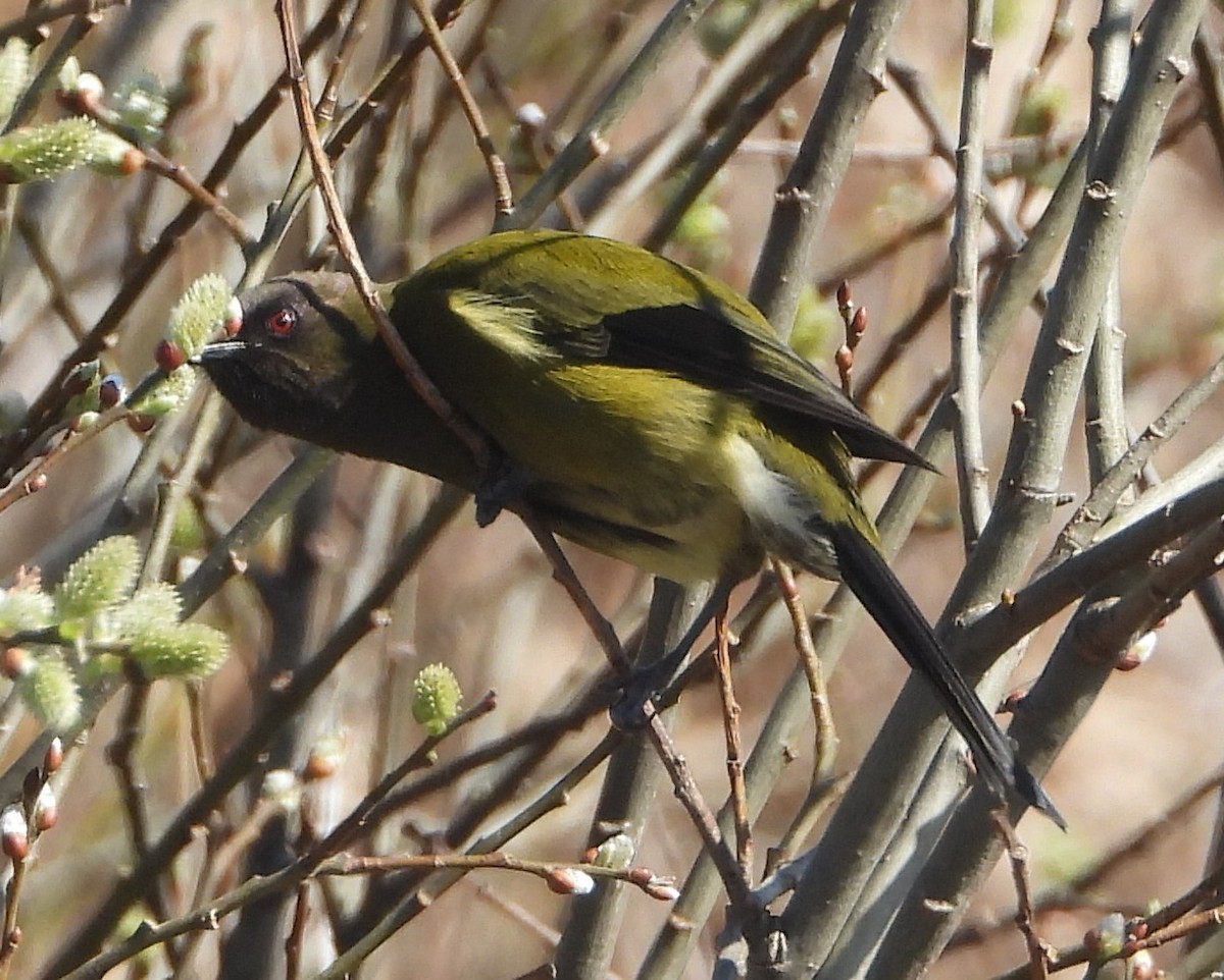 New Zealand Bellbird - ML609654562