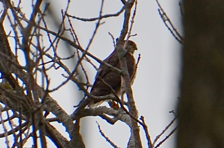 Sharp-shinned Hawk - ML609654563